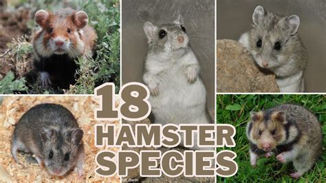 prono hamster|Meet the 18 Hamster Species .